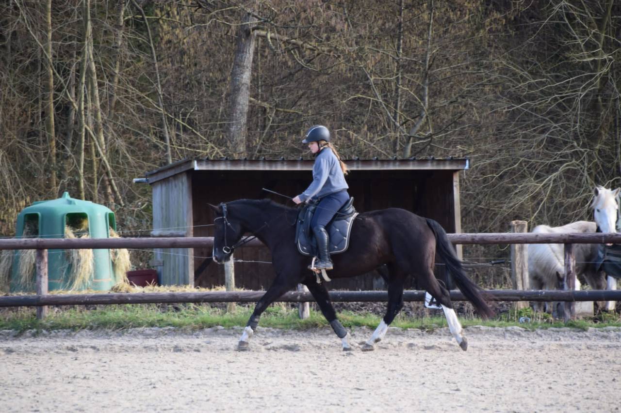 Jument ONC (hannovrienne)