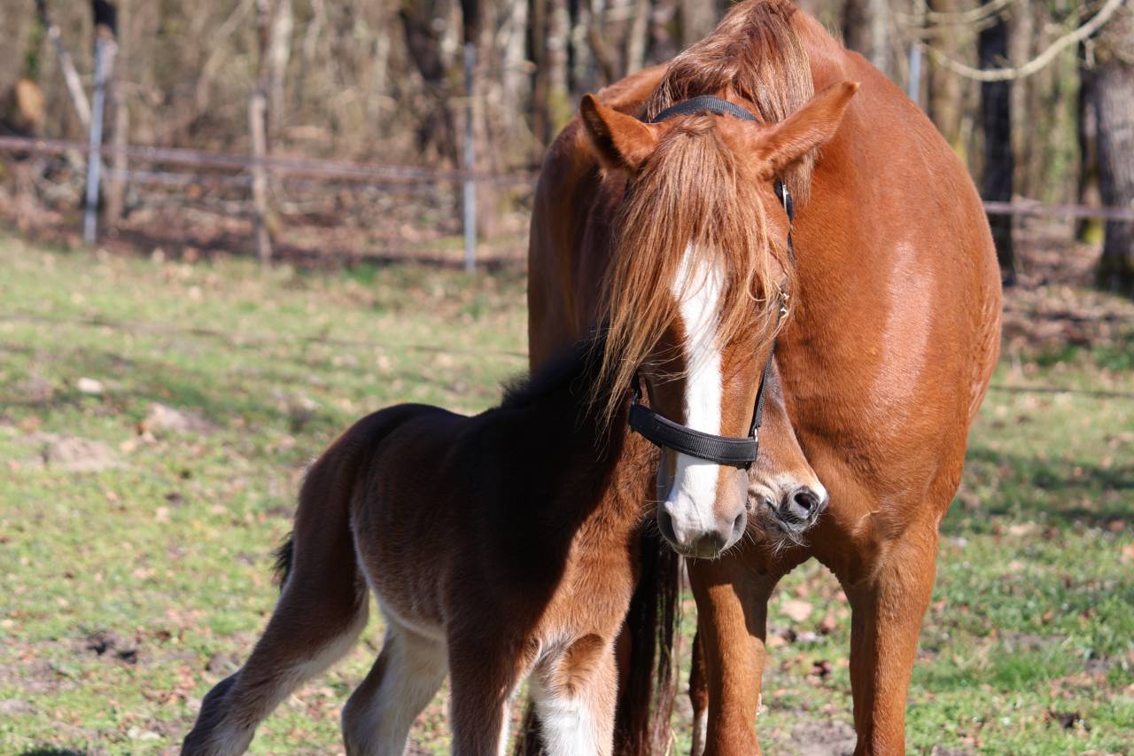 Poulain 2026 origines pour le dressage - poney D 