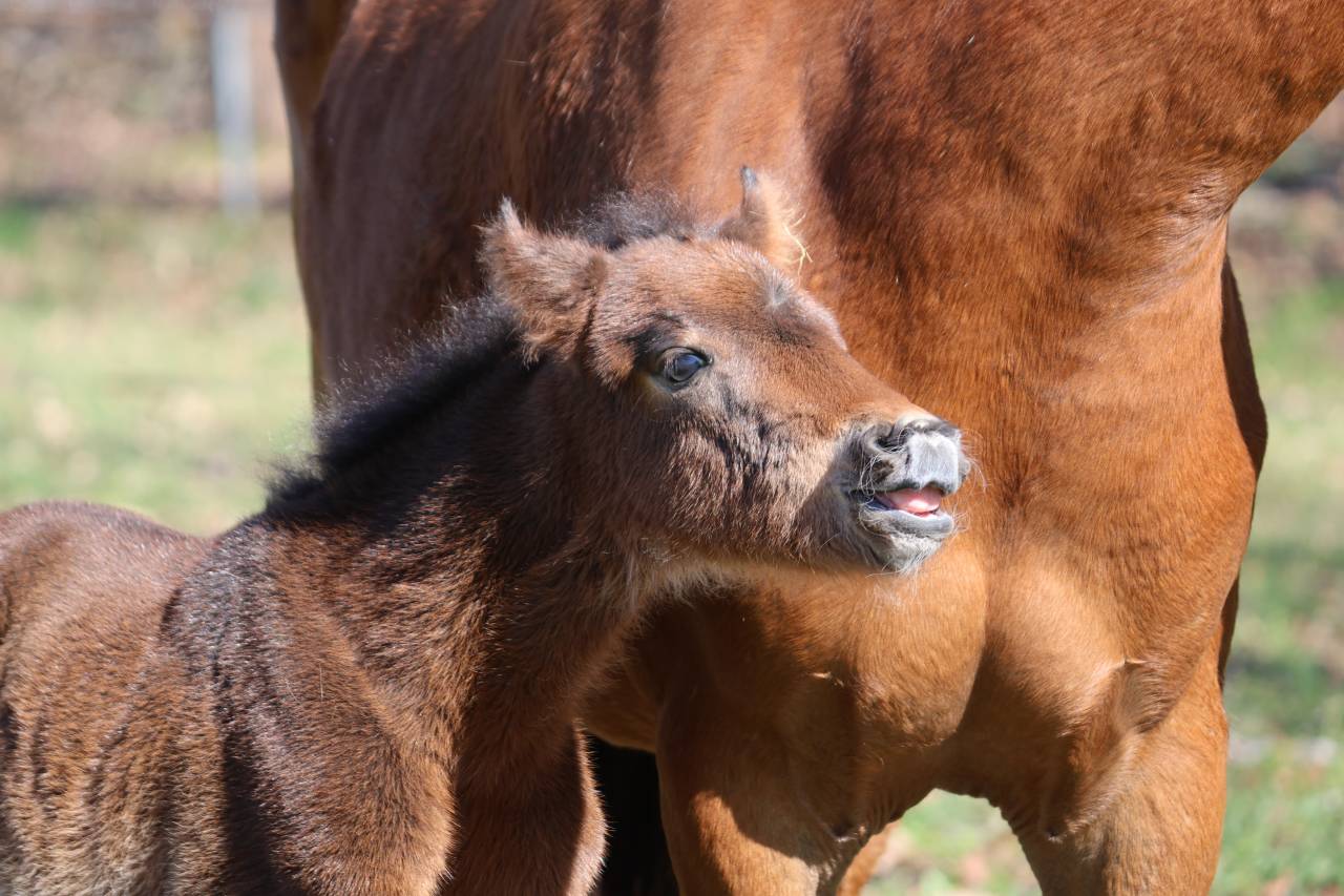 Poulain 2026 origines pour le dressage - poney D 