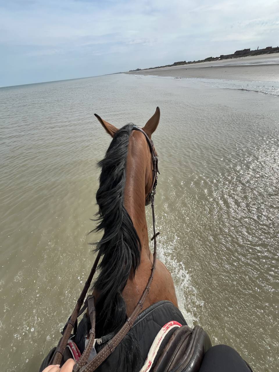 Cavalier/ Monitrice / palefrenier ind&eacute;pendant 