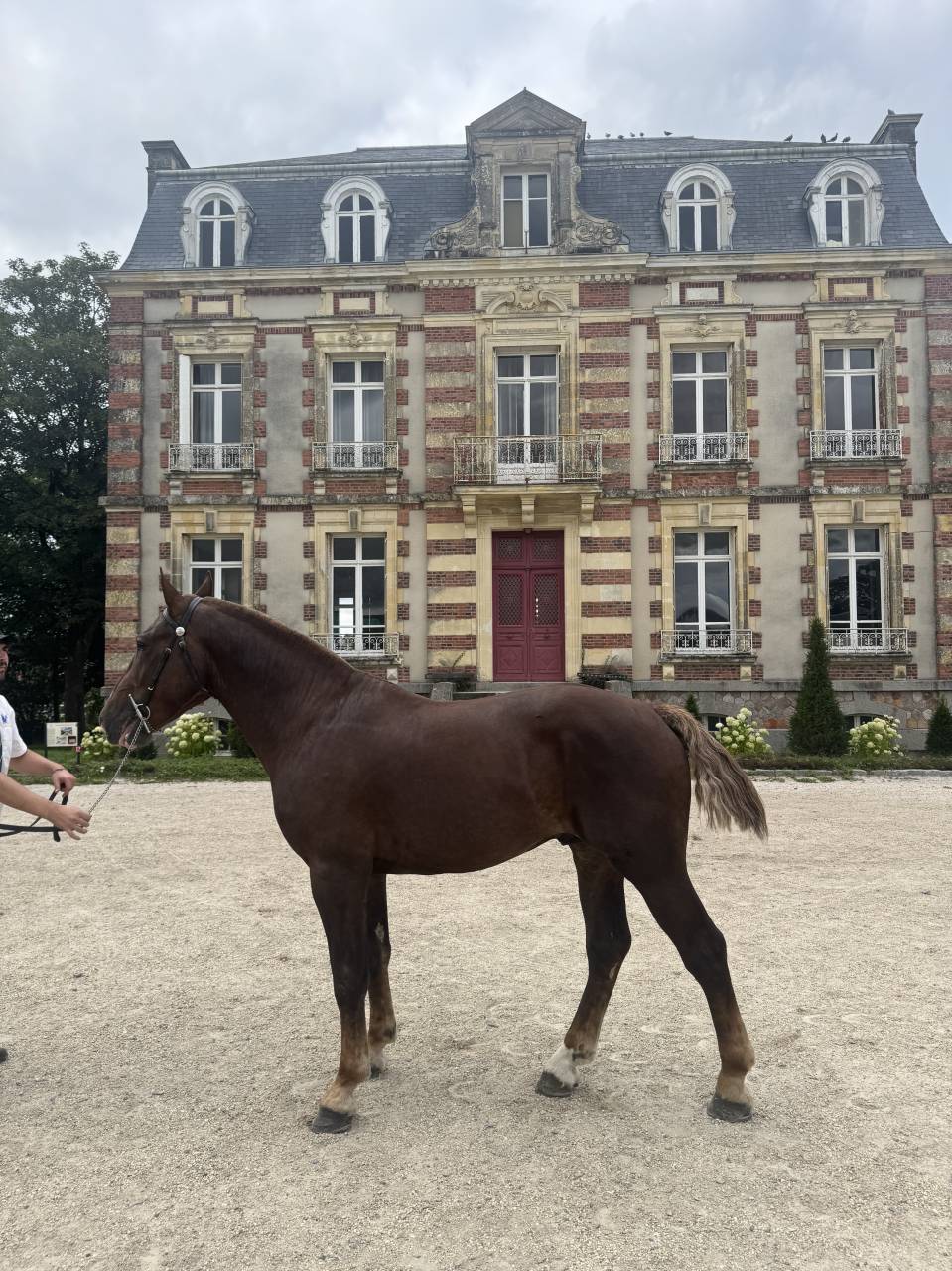 Cob normand  de 3 ans