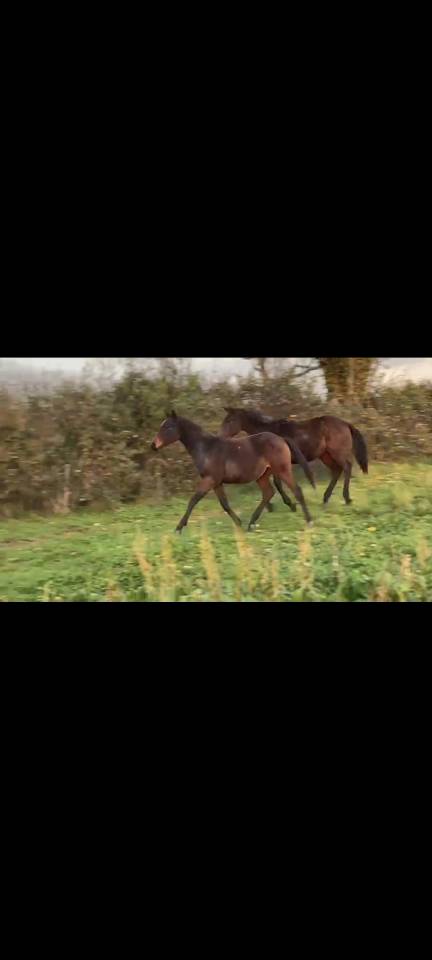 Pouliche ps de 2 ans