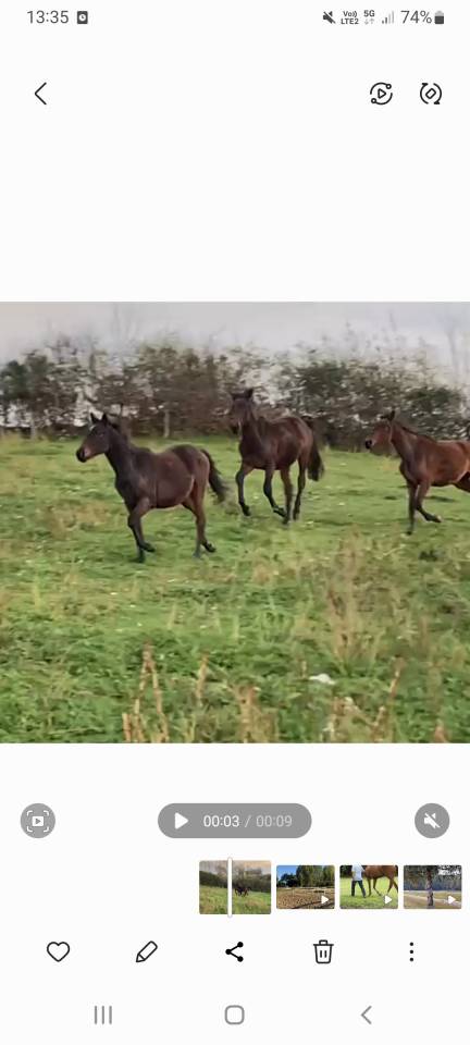 Pouliche ps de 2 ans