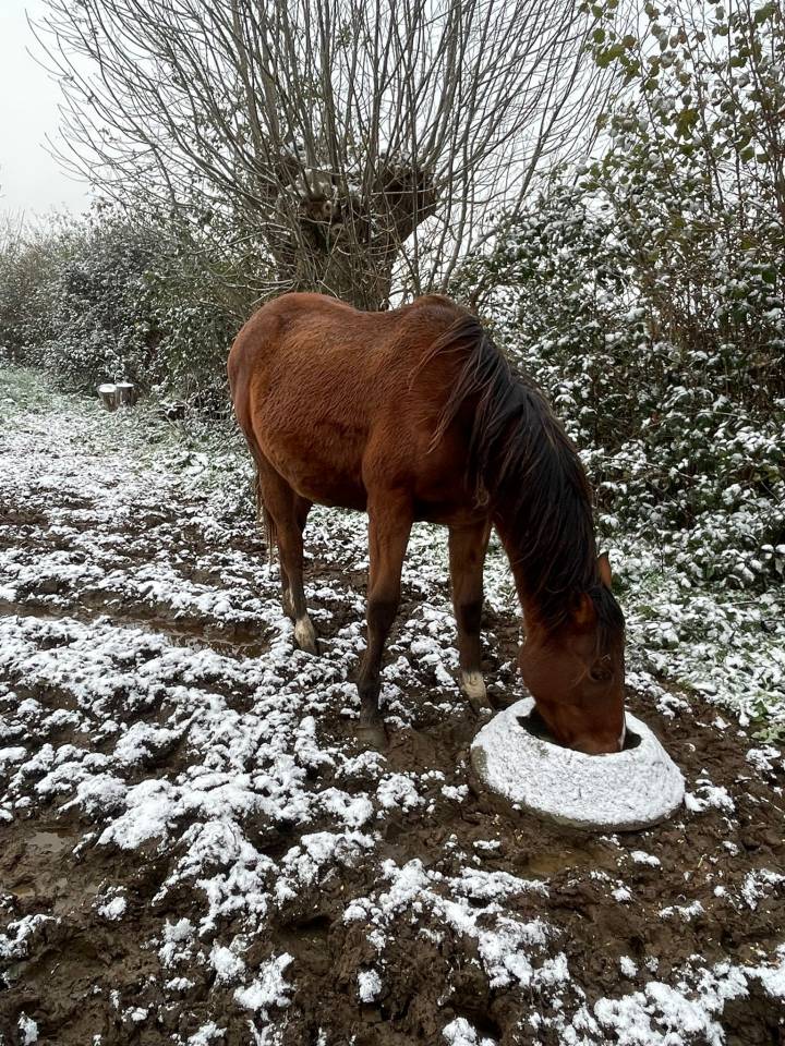 Hongre ps anglais de 2 ans