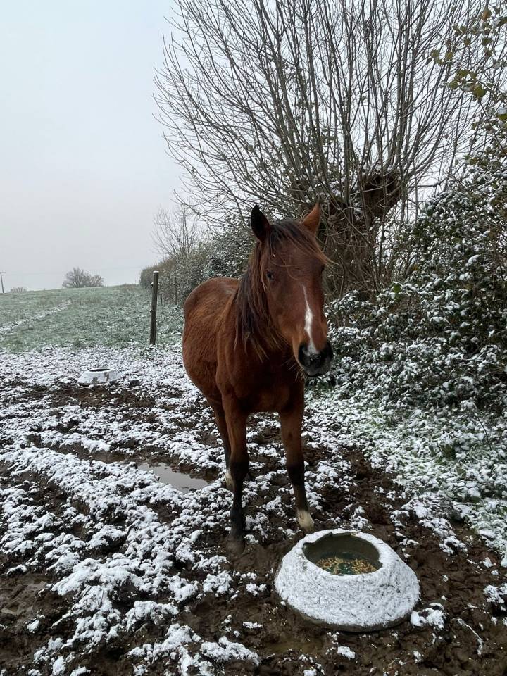 Hongre ps anglais de 2 ans