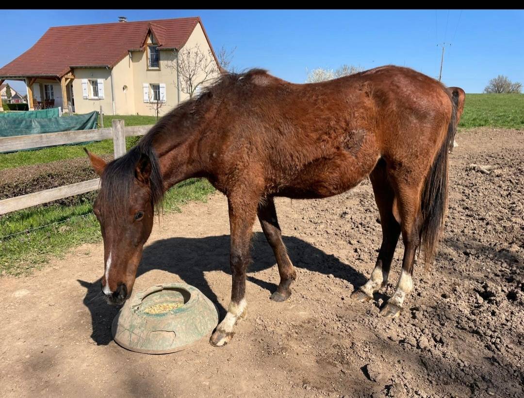 Hongre ps anglais de 2 ans