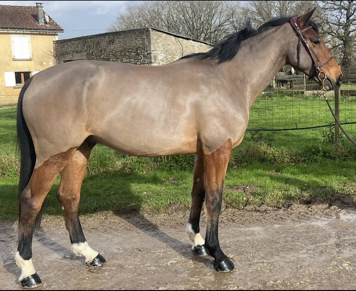 Hongre SF de 6 ans - Pr&ecirc;t cycle libre 1/2 par VERDI 
