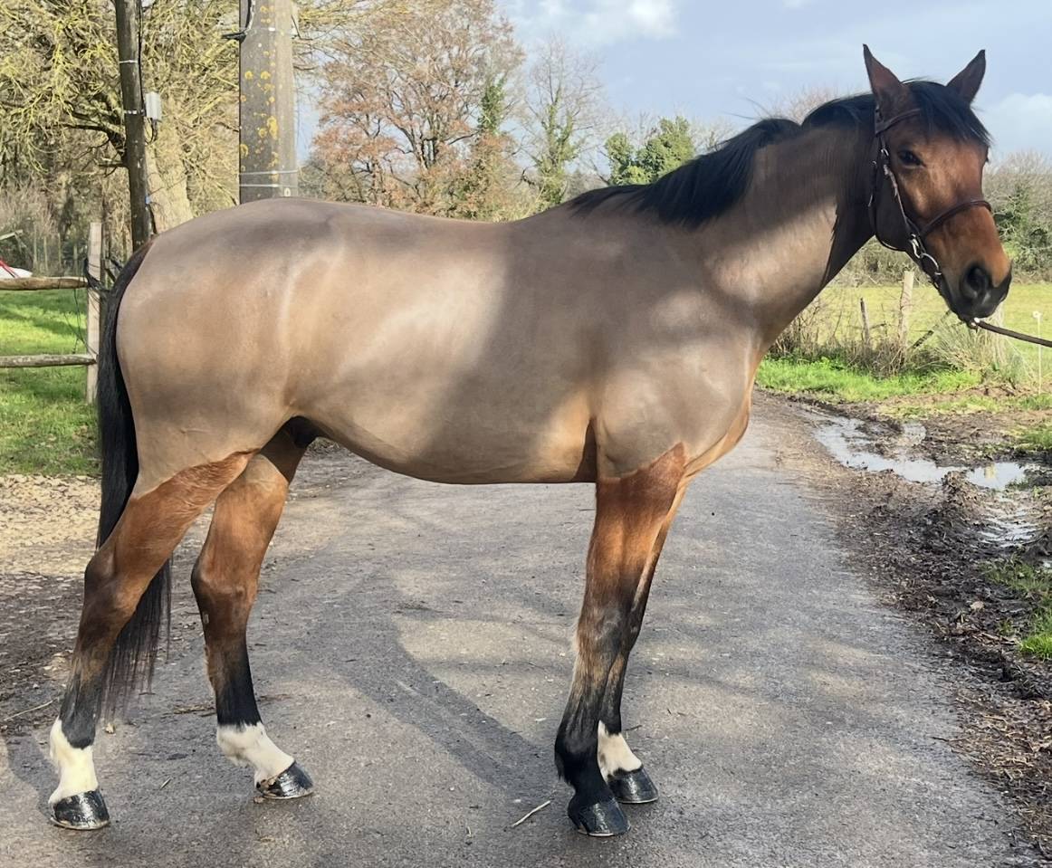 Hongre SF de 6 ans - Pr&ecirc;t cycle libre 1/2 par VERDI 