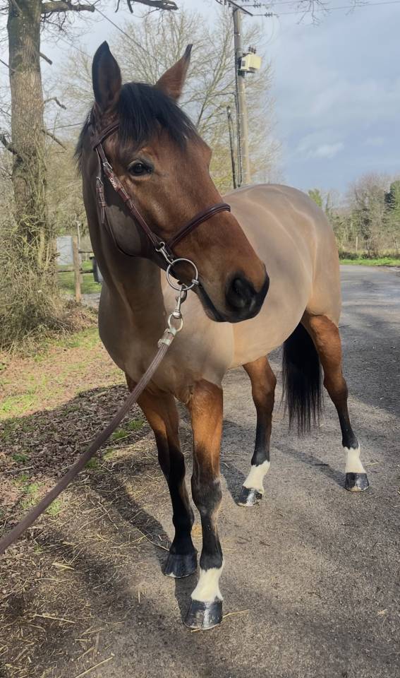 Hongre SF de 6 ans - Pr&ecirc;t cycle libre 1/2 par VERDI 