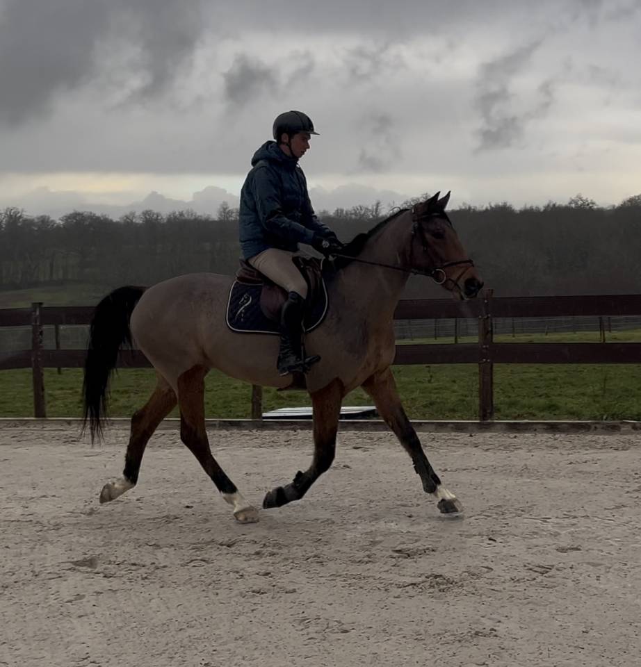 Hongre SF de 6 ans - Pr&ecirc;t cycle libre 1/2 par VERDI 