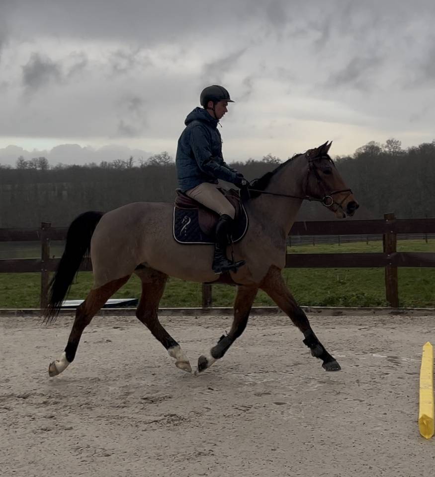 Hongre SF de 6 ans - Pr&ecirc;t cycle libre 1/2 par VERDI 