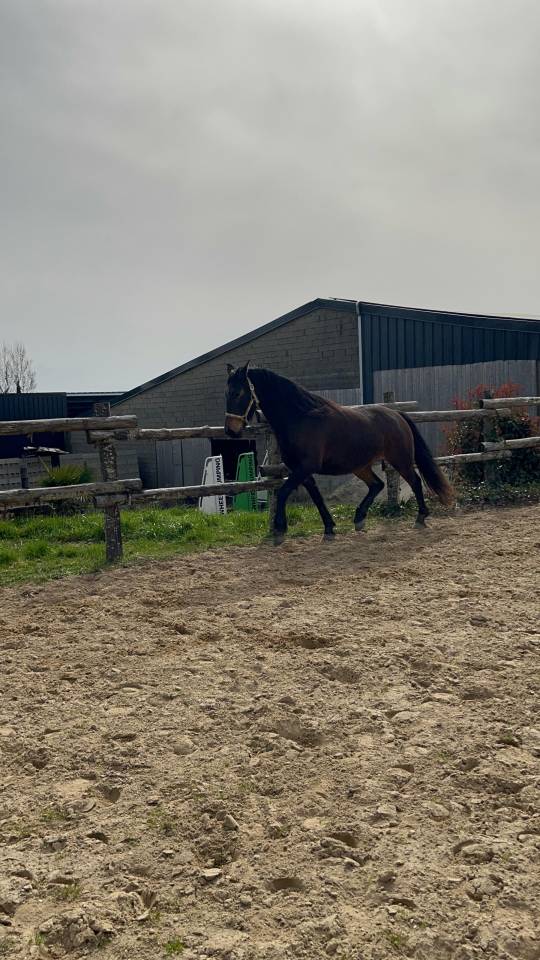 Magnifique jument de 4 ans Arabo-Frison 
