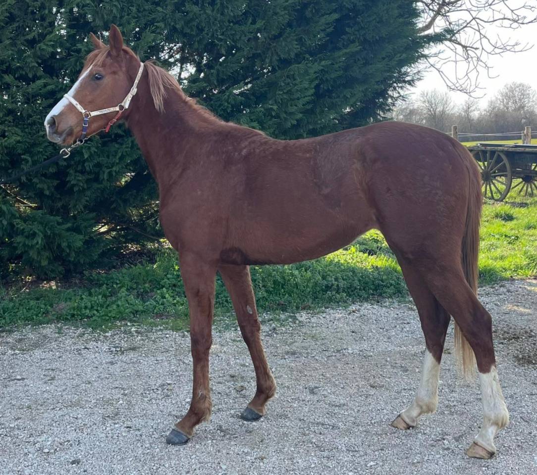 Pouliche ps anglais de 3 ans