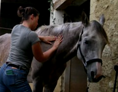 Masseuse &eacute;quin et canin- corps et comportement