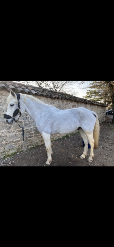 Poney de sport CSO- 100- 110 cm 