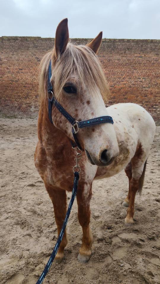 Poney 2 ans 