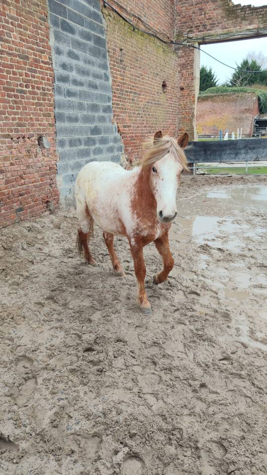 Poney 2 ans 