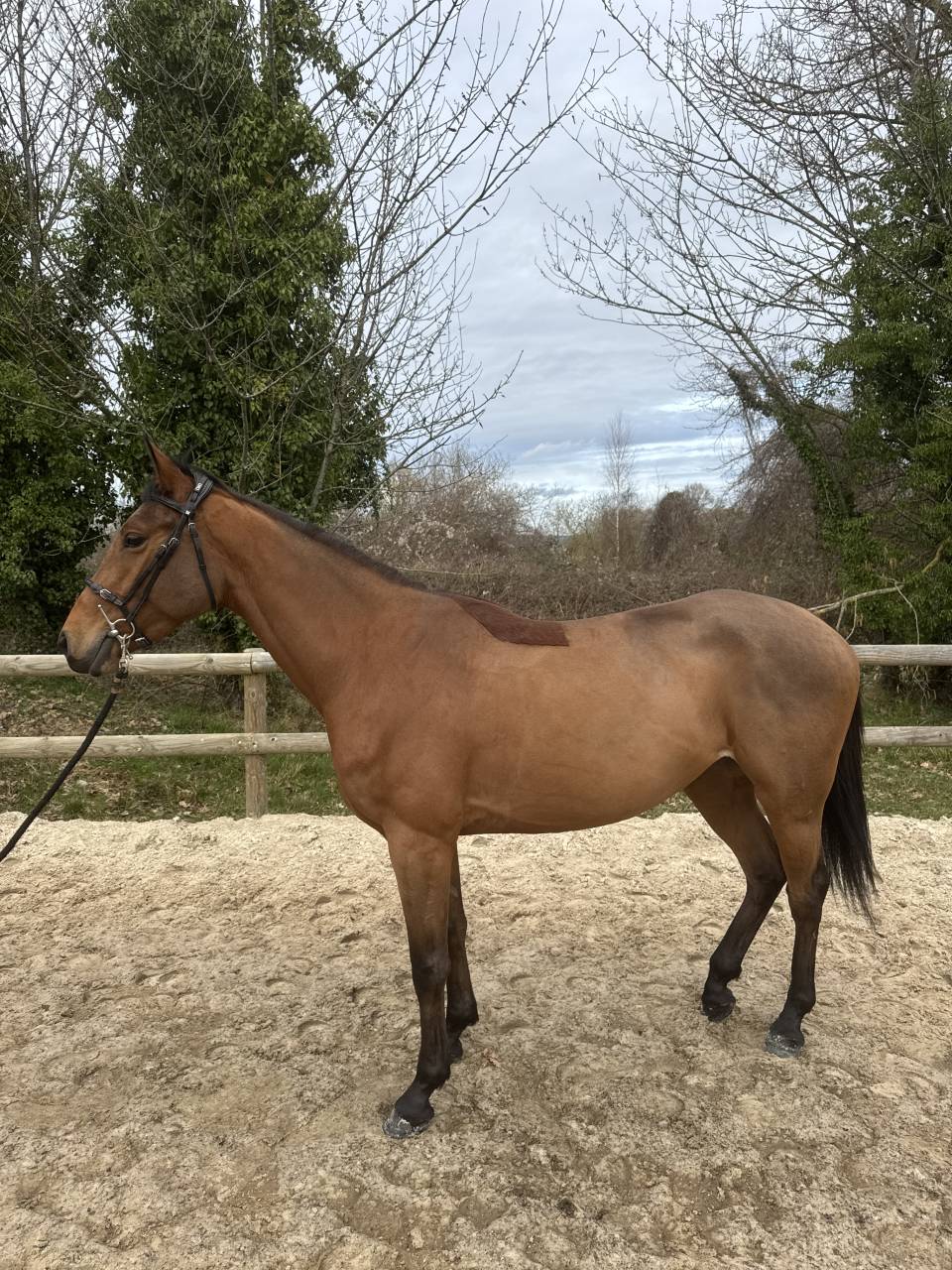 &Agrave; vendre Minnie des &icirc;les 4 yo 