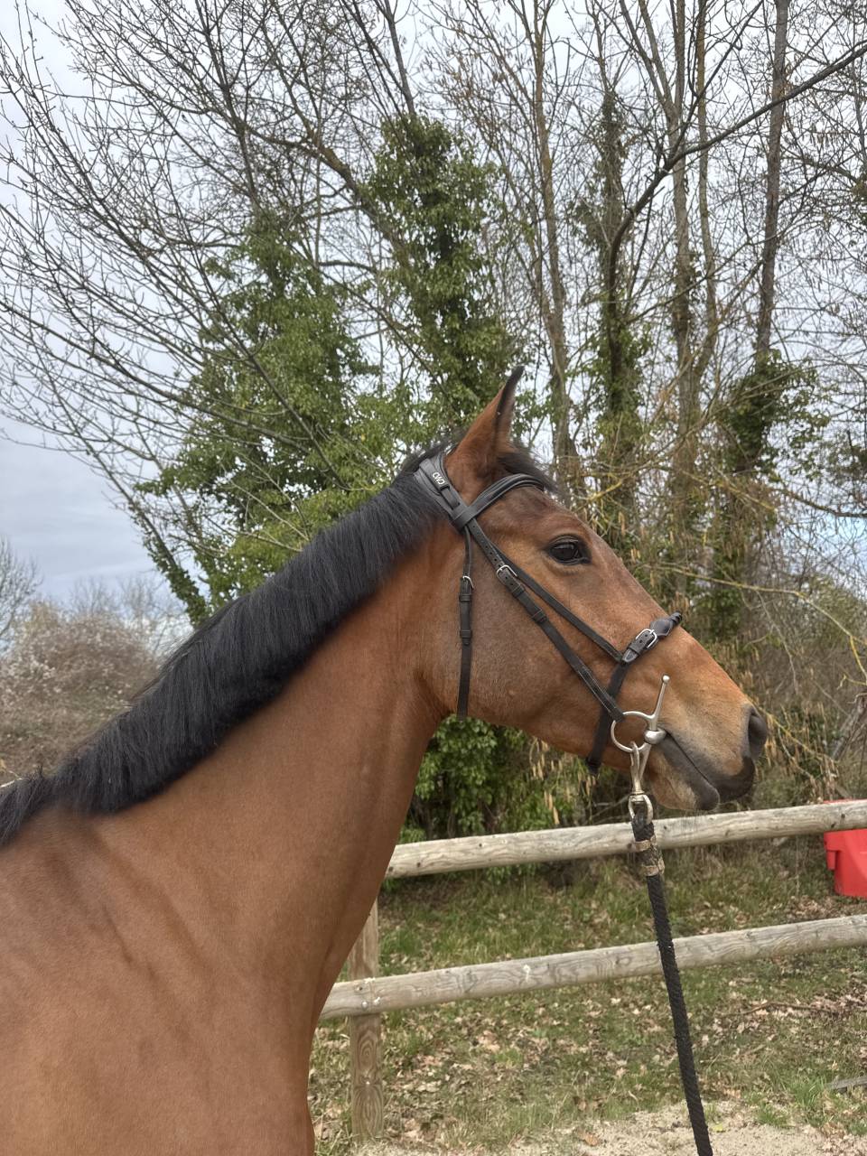 &Agrave; vendre Minnie des &icirc;les 4 yo 