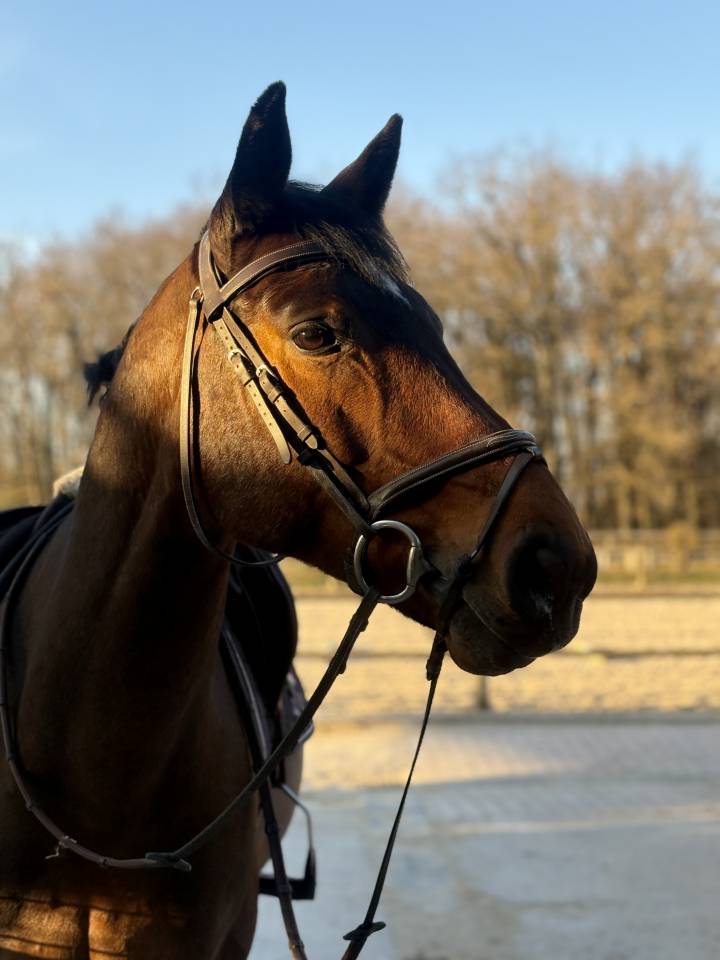 &Agrave; vendre Hongre 10 ans Cso