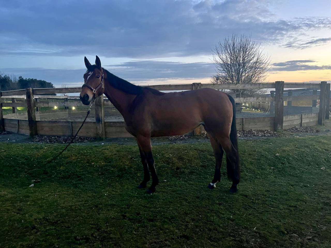 Jument de Sport SF 4 ans 