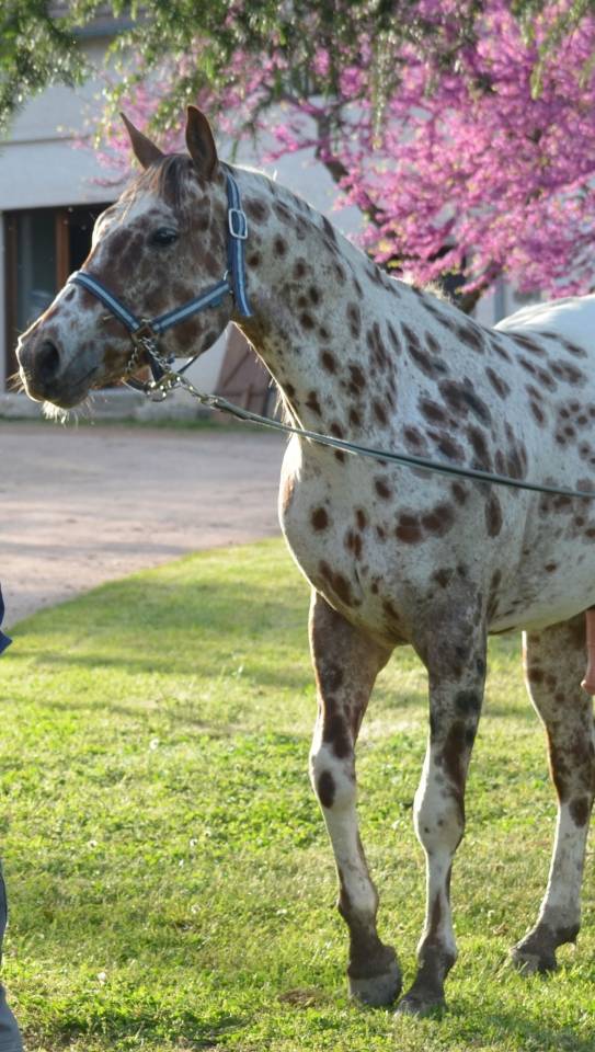 My Lucky Legendary - appaloosa ApHC