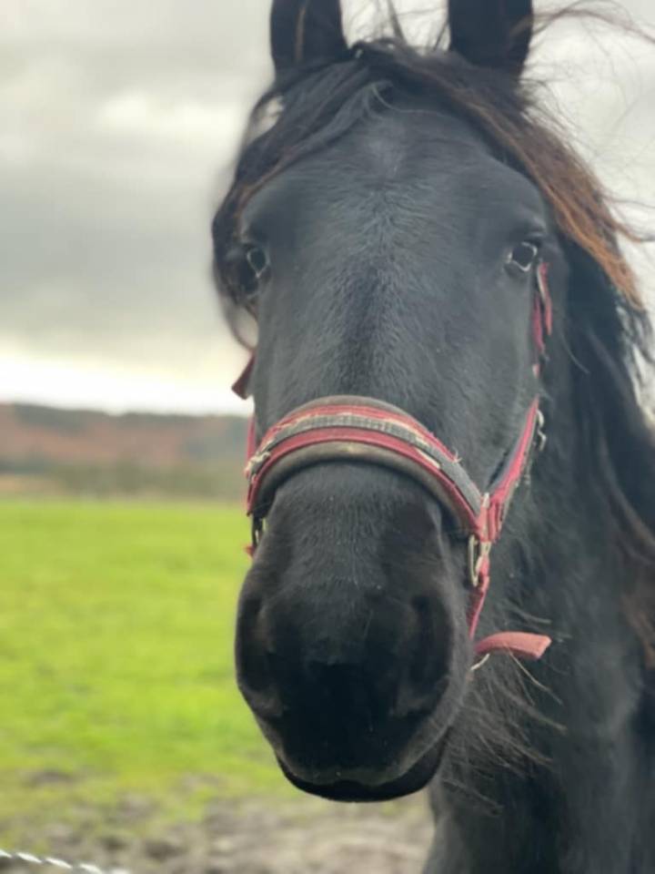 vente frison male 4 ans