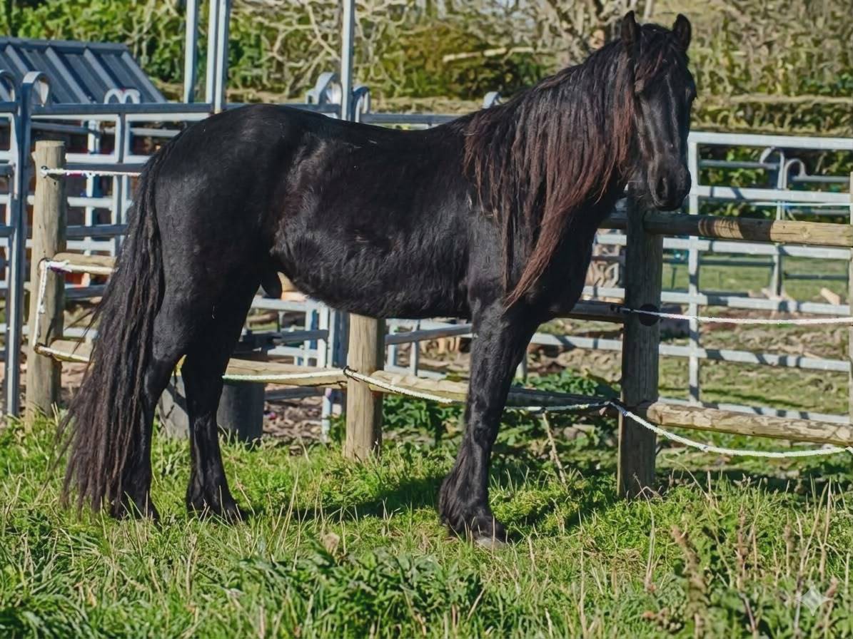 vente frison male 4 ans