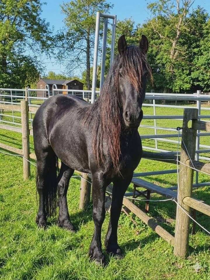 vente frison male 4 ans