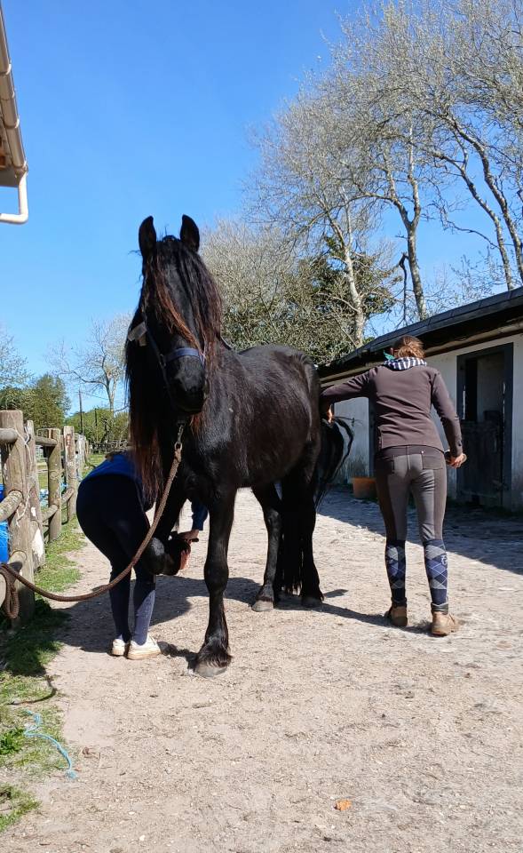 vente frison male 4 ans