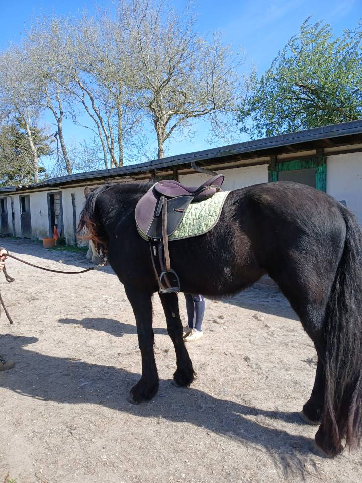 vente frison male 4 ans