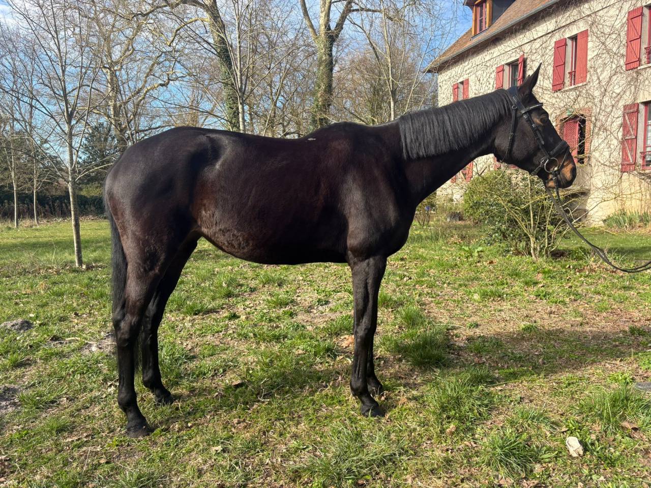 Jument  pur sang 13ans