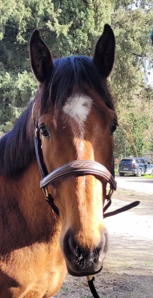 Cheval 5 ans polyvalent saut cross