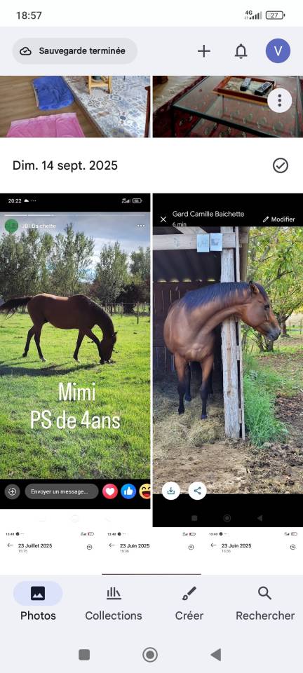 Cheval 5 ans polyvalent saut cross