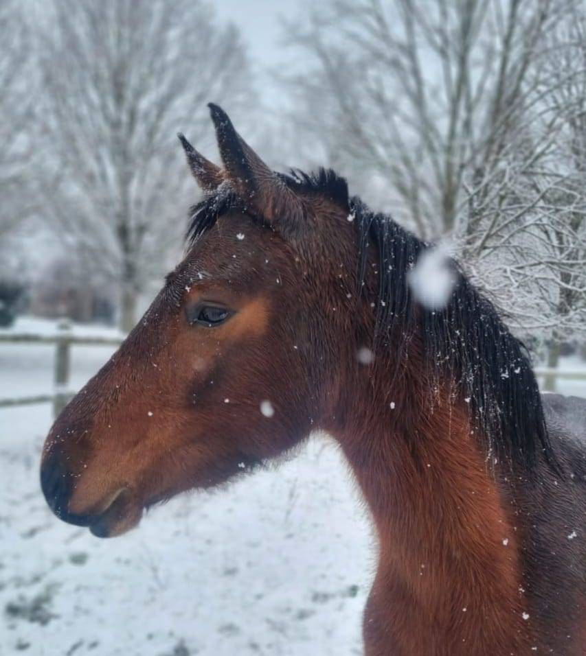Femelle Connemara baie