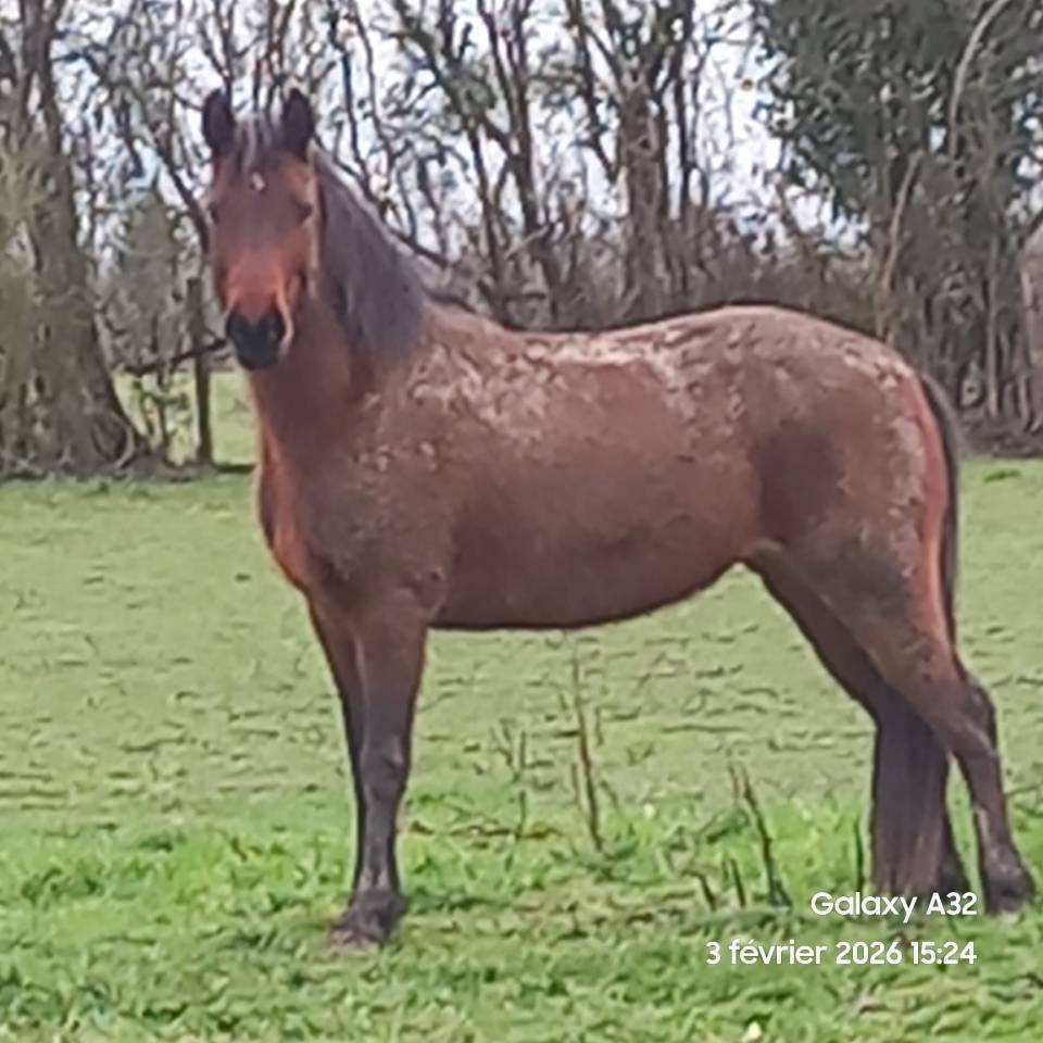 Femelle Connemara baie