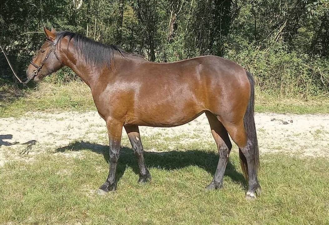 Femelle Connemara baie