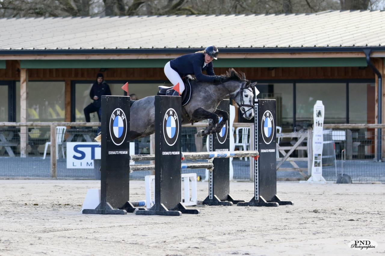 PFS hongre &agrave; vendre 