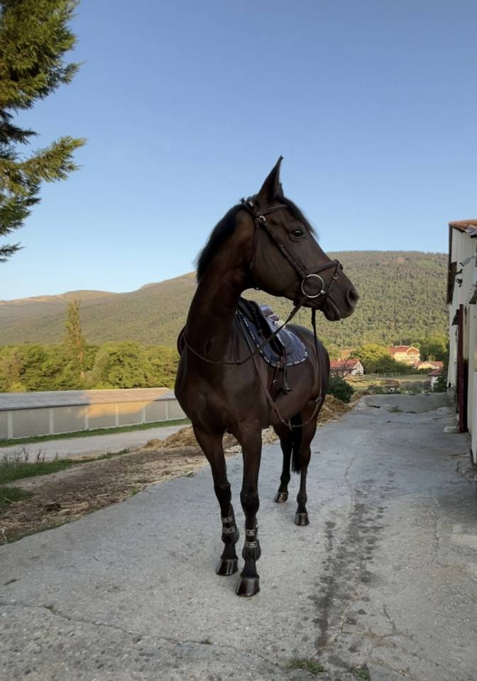 Jument 10 ans Amateur &Eacute;lite 130 