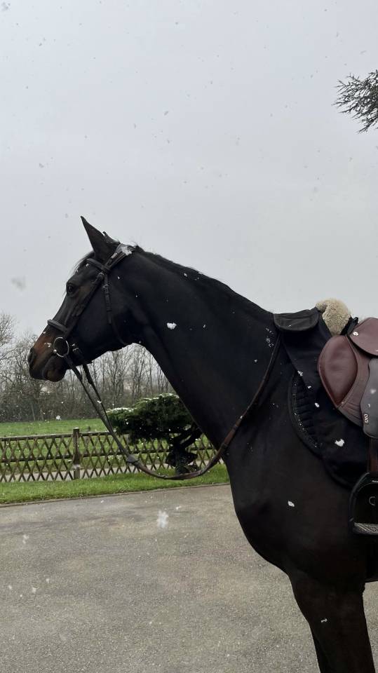 Jument 10 ans Amateur &Eacute;lite 130 