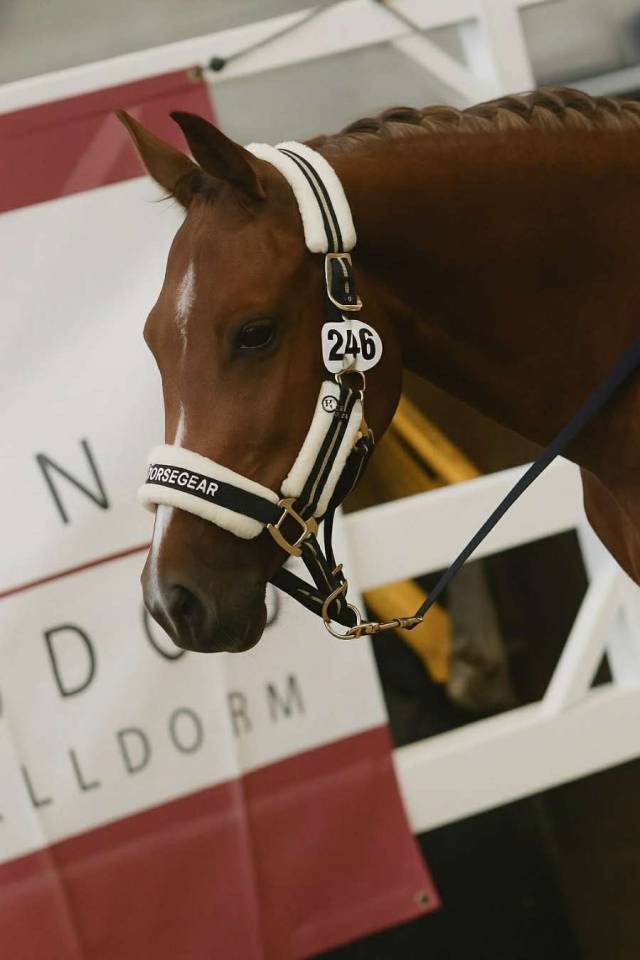 Entier sbs plein papier 