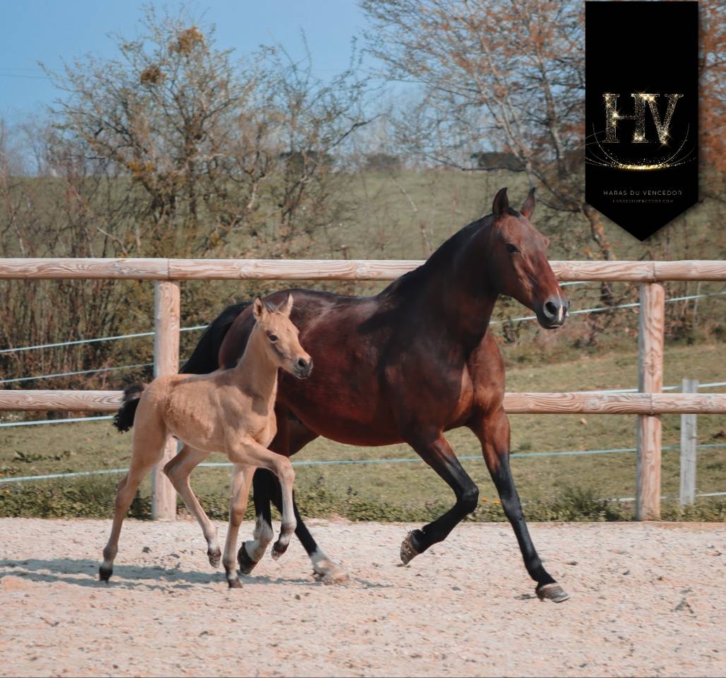 ✨️ M&acirc;le kwpn Isabelle Lusitanosport ✨️