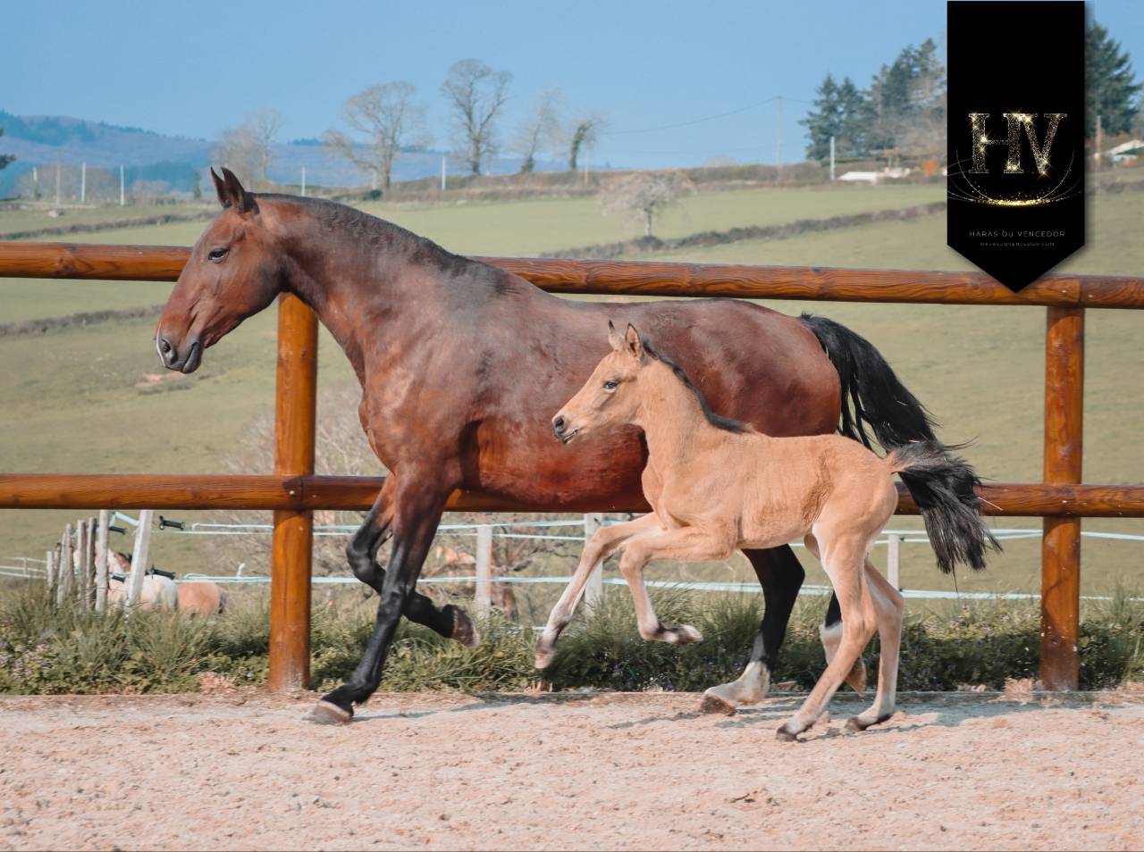 ✨️ M&acirc;le kwpn Isabelle Lusitanosport ✨️