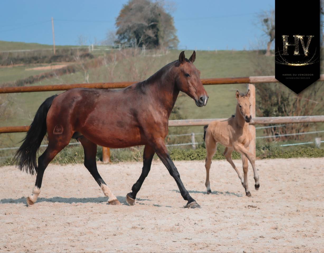 ✨️ M&acirc;le kwpn Isabelle Lusitanosport ✨️