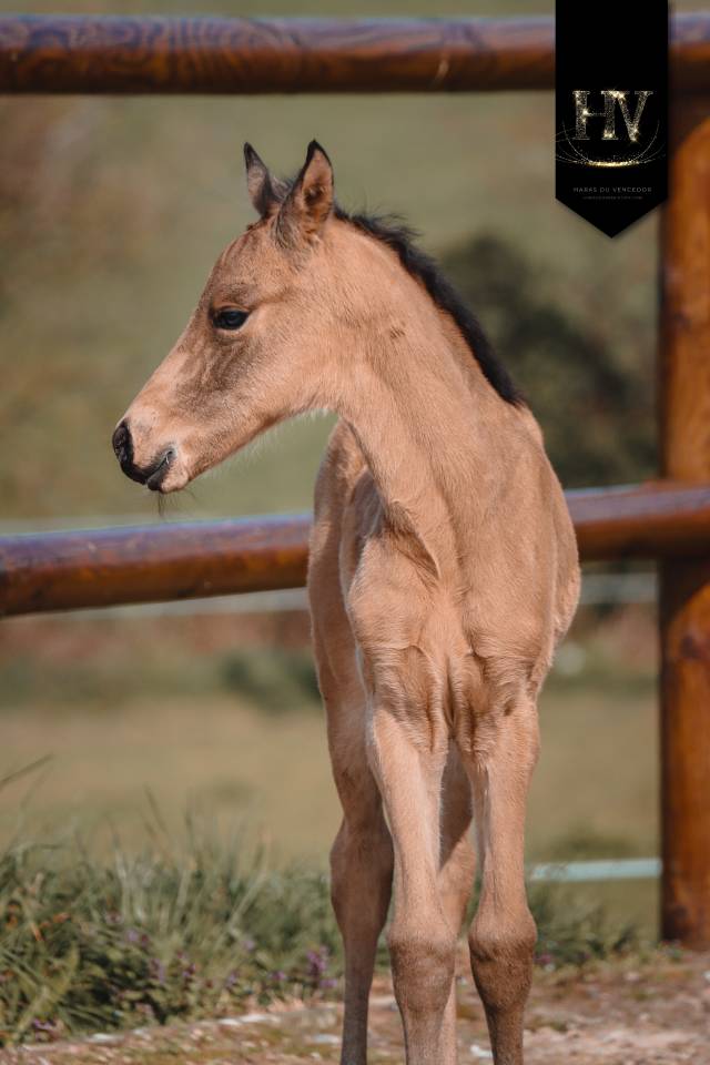 ✨️ M&acirc;le kwpn Isabelle Lusitanosport ✨️