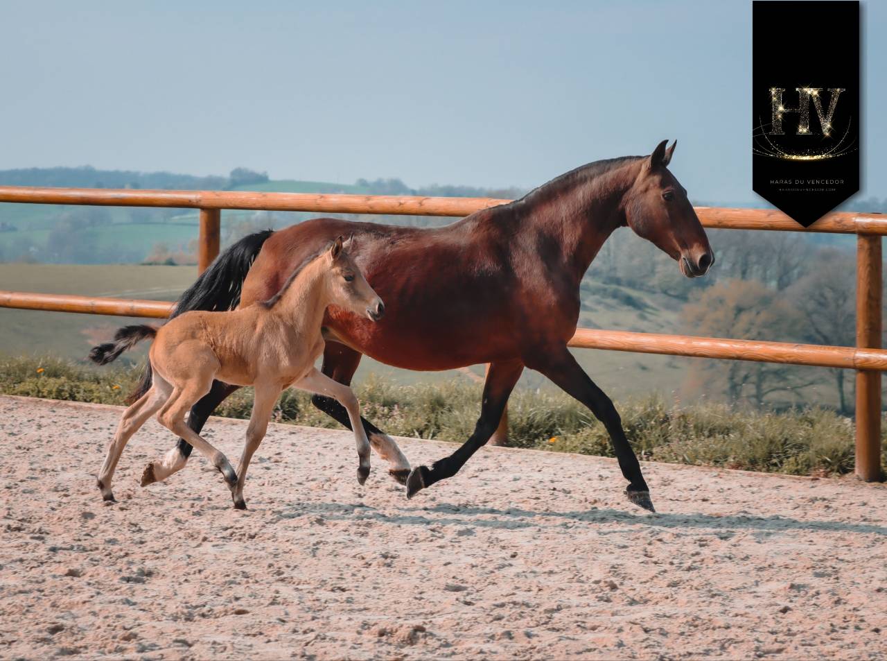 ✨️ M&acirc;le kwpn Isabelle Lusitanosport ✨️