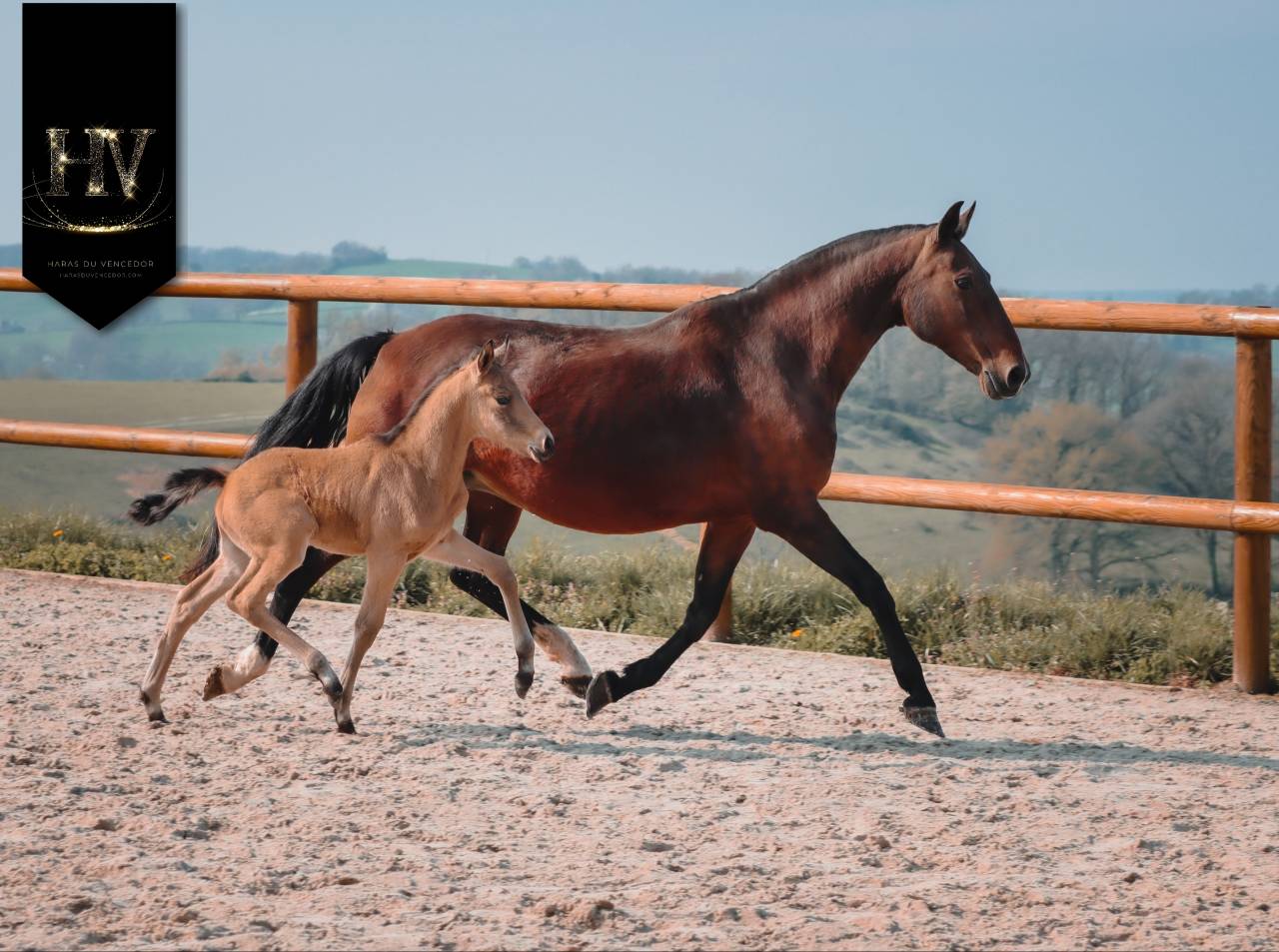 ✨️ M&acirc;le kwpn Isabelle Lusitanosport ✨️