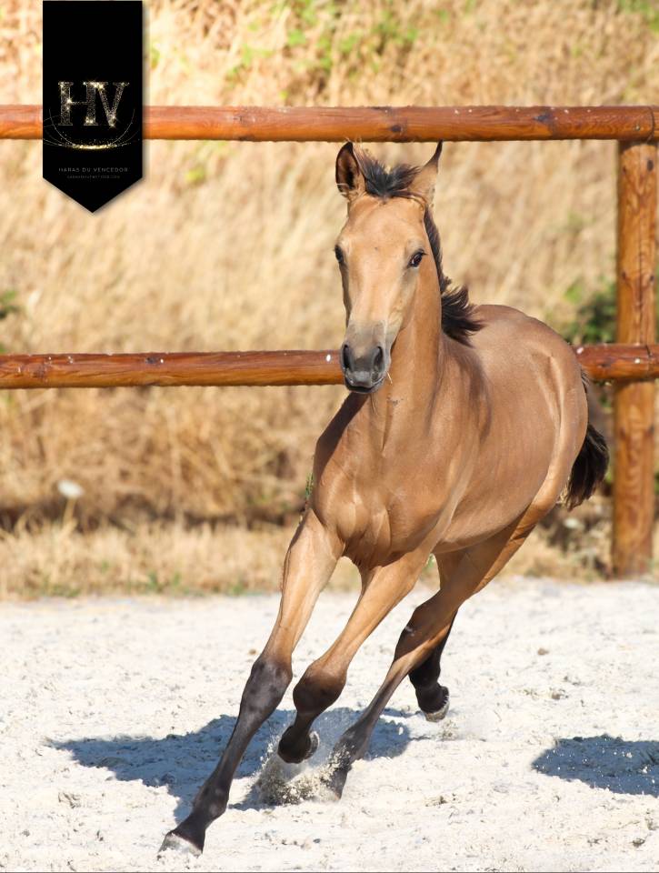 ✨️ M&acirc;le kwpn Isabelle Lusitanosport ✨️