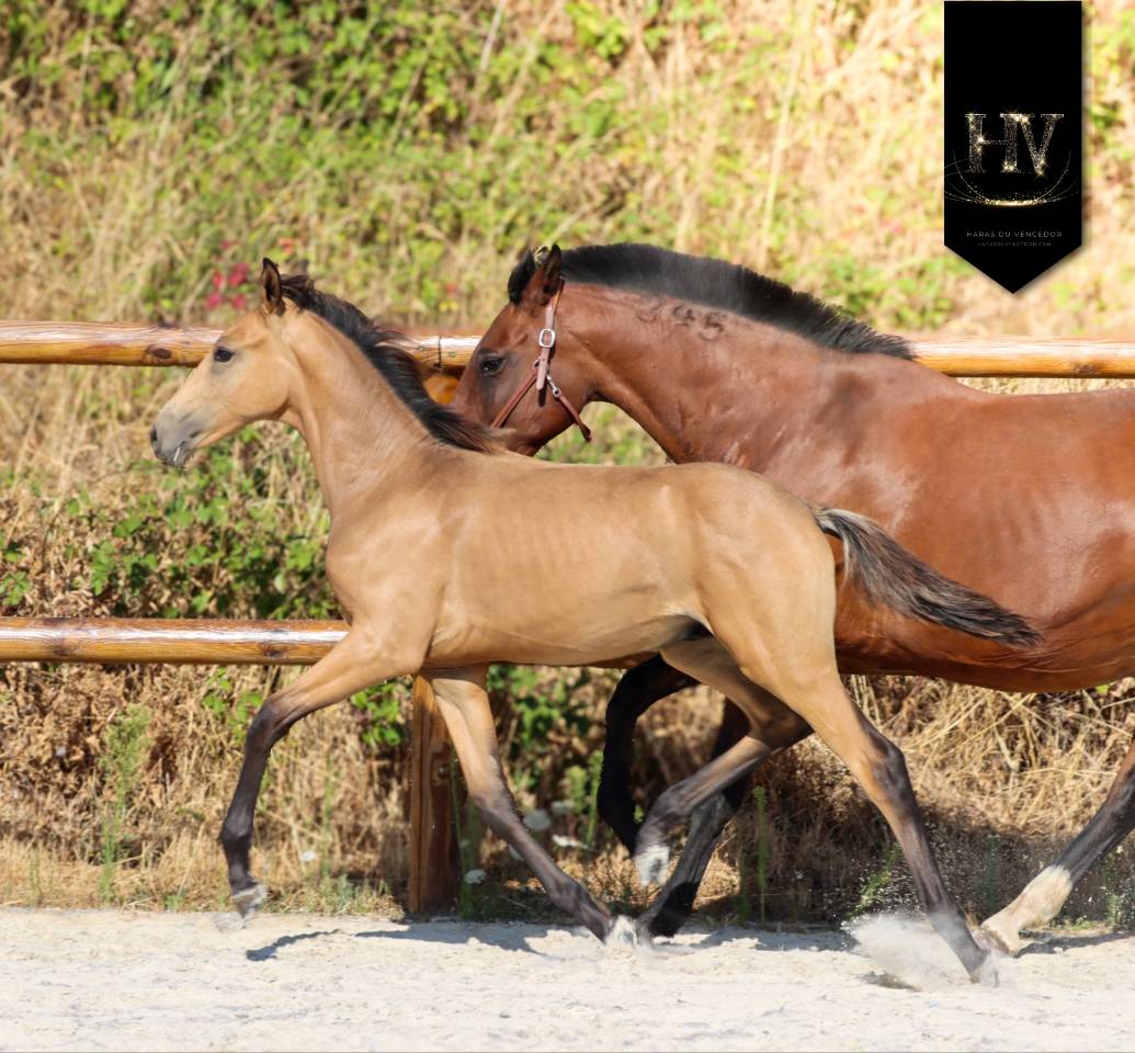 ✨️ M&acirc;le kwpn Isabelle Lusitanosport ✨️