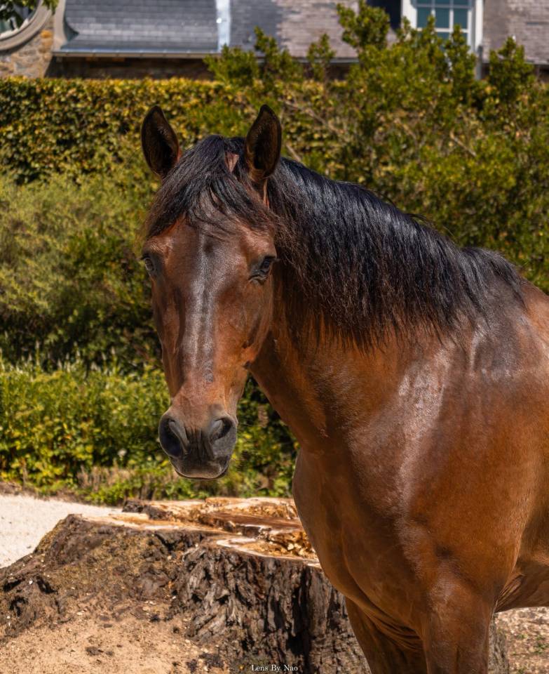 Magnifique hongre de 16ans